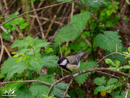 Coal Tit - Sikorka Sosnówka